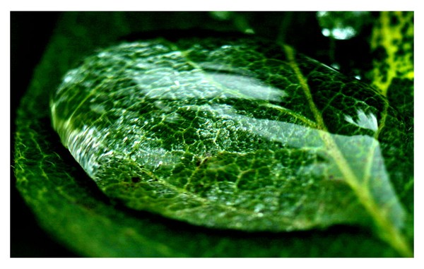 The raindrop