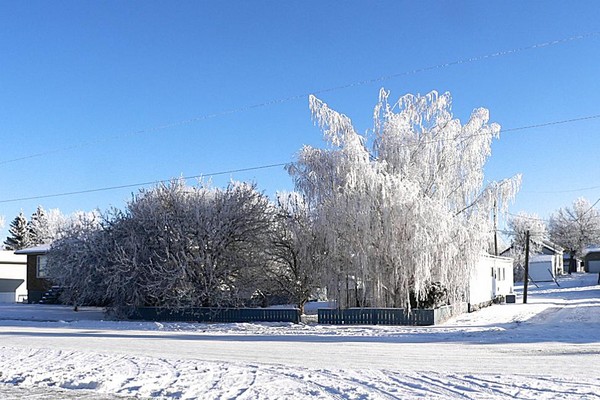 Frosted Trees