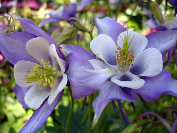 Two Purple