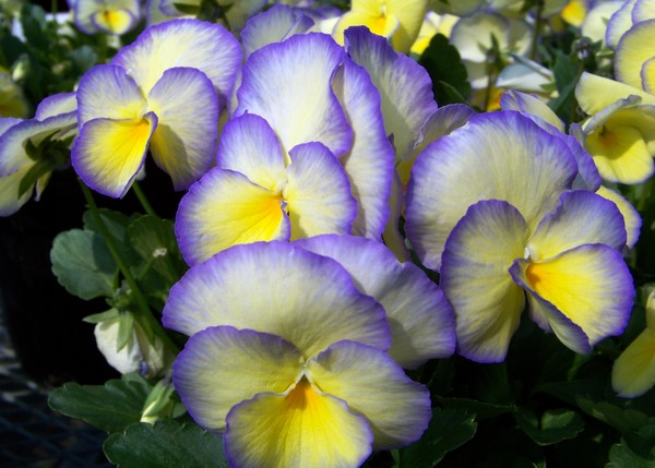 Spring Color