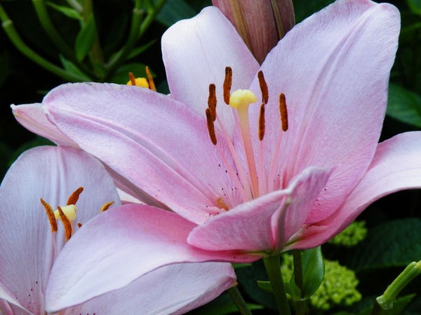 Lily Pink