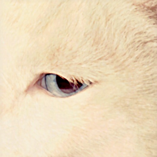 cat's eye