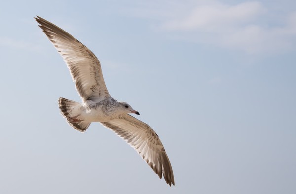 Gull