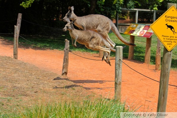 Kanga and Roo