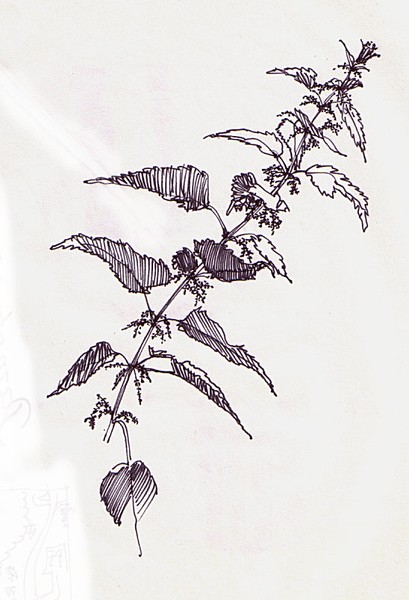 Stinging nettle