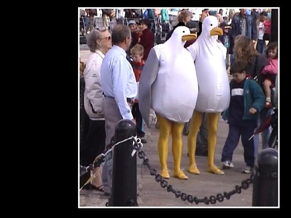 Liverpool gulls