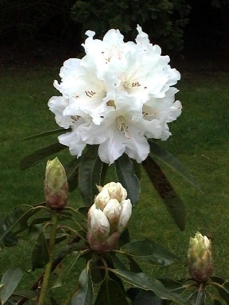 253. Floral from the past