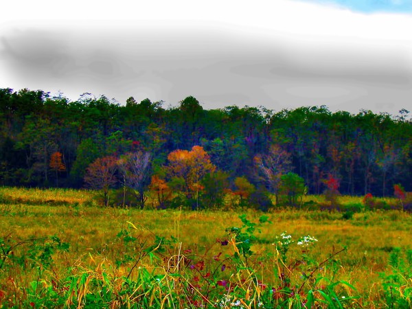 the hillside
