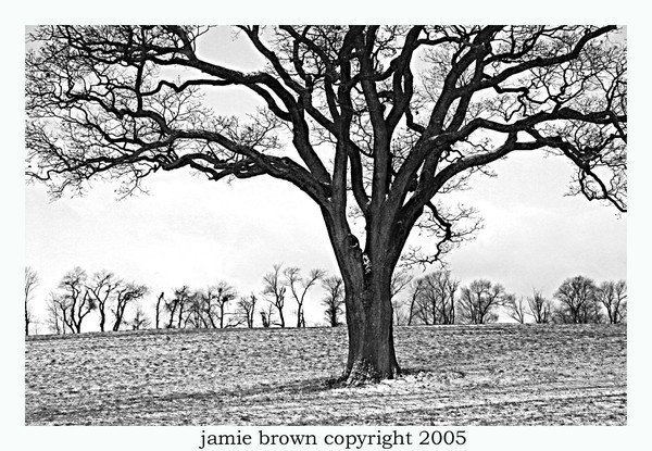 Winter Tree Contrast