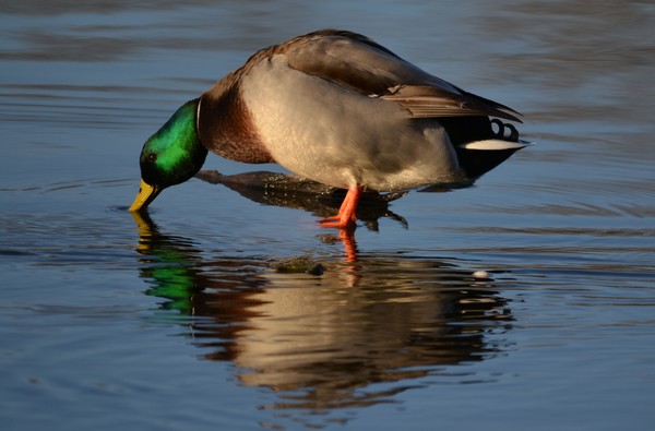 Having a drink