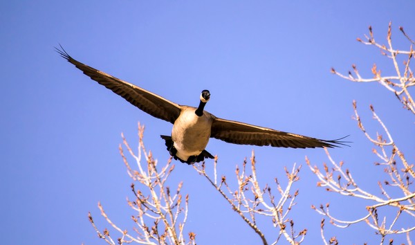 Goose