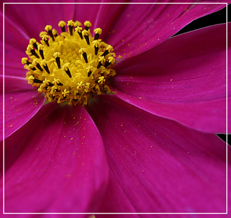 Cosmos