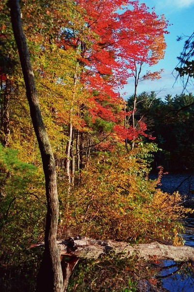 Fall Is Alive With Color