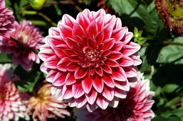 Dahlia
