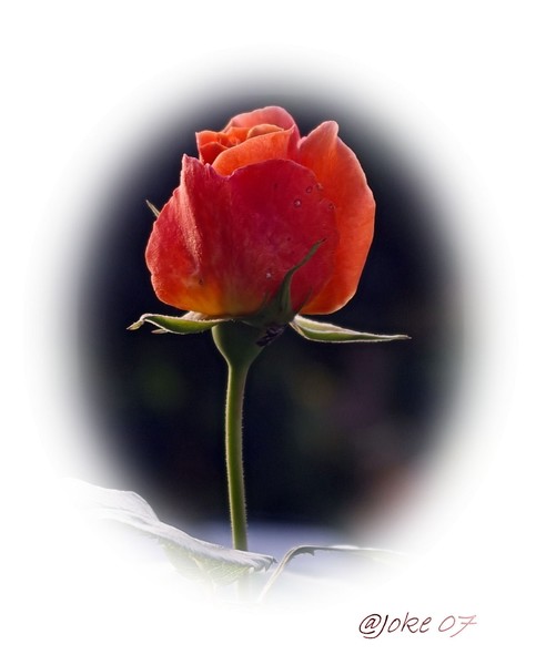 Wonderful roses