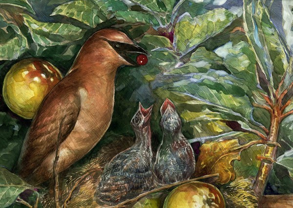 BIRD NEST