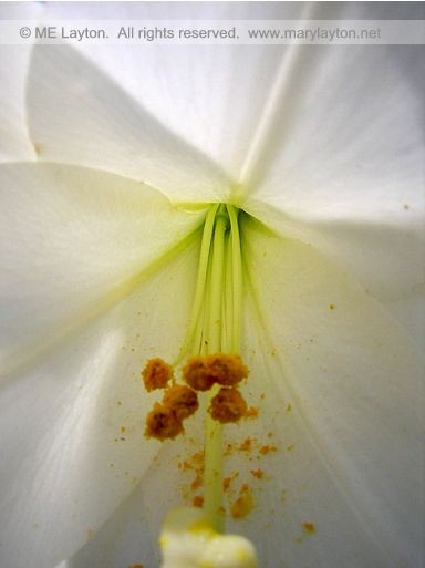 Lily, Up Close