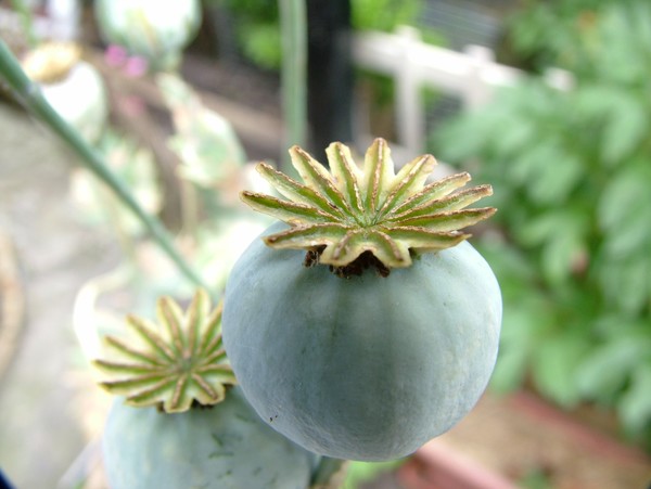 Poppy Head.
