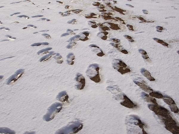 Footsteps in the Snow