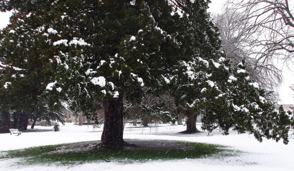 Snow Scene