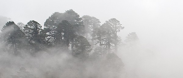 Morning Mist No. 1
