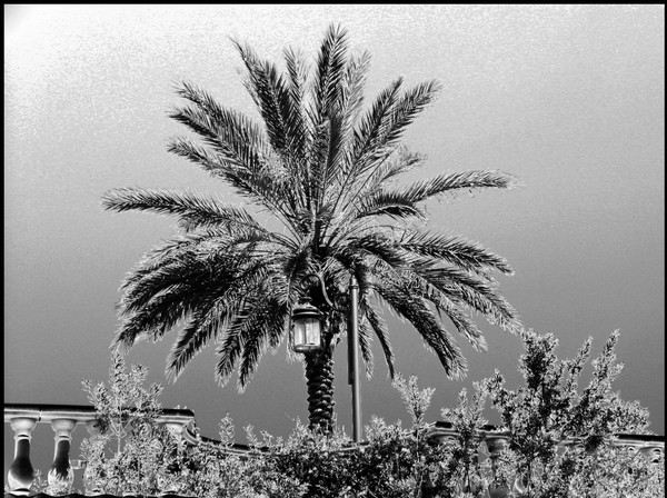 Palm
