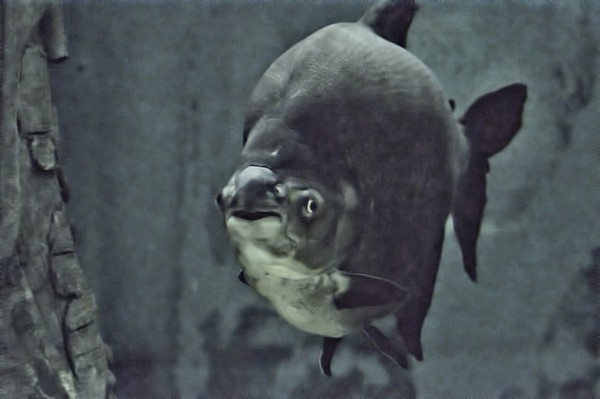 Big Fishy