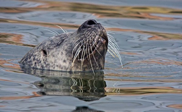Happy Seal