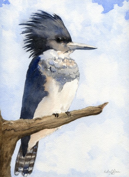 Belted Kingfisher