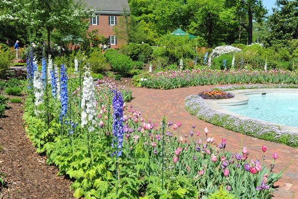 Delphinium at Mt. Cuba