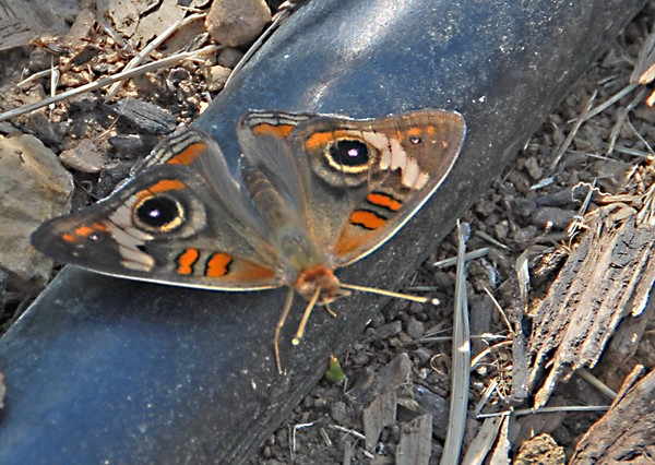 Buckeye Butterfly