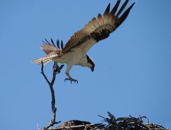 Osprey with Stick