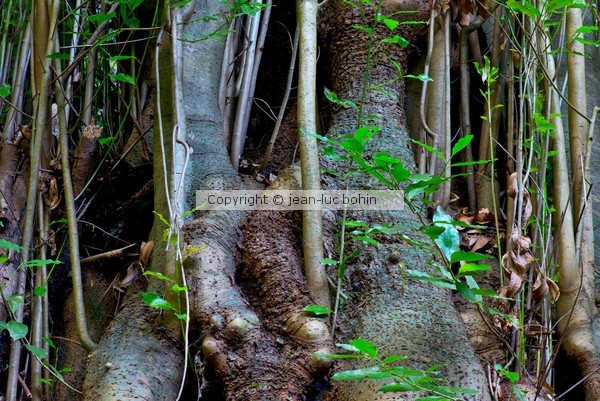 GIANT LAUREL 72