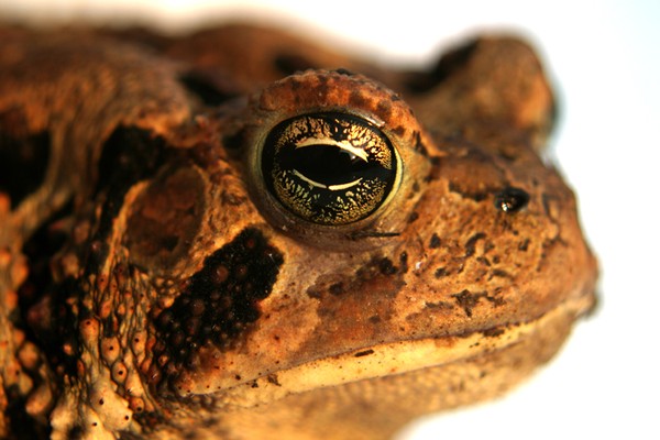 Toad's Eye