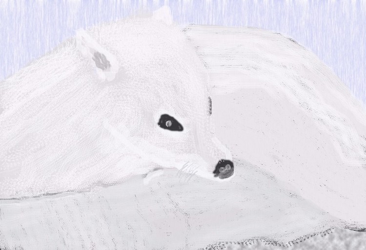 Arctic Fox O720a