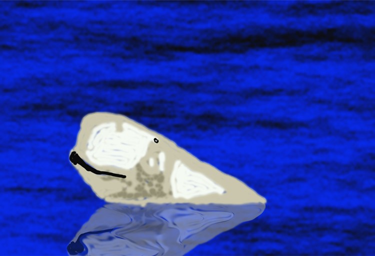 Hello Beluga  P247a