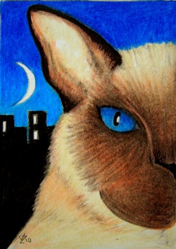 Siamese in the Moonlight