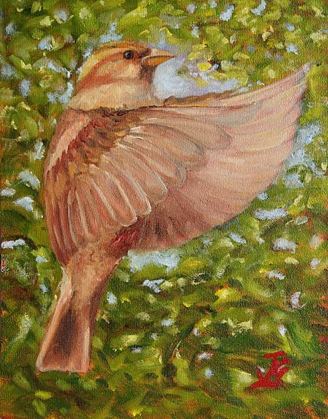 Female House Sparrow