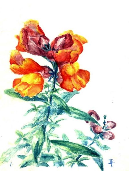 snapdragon