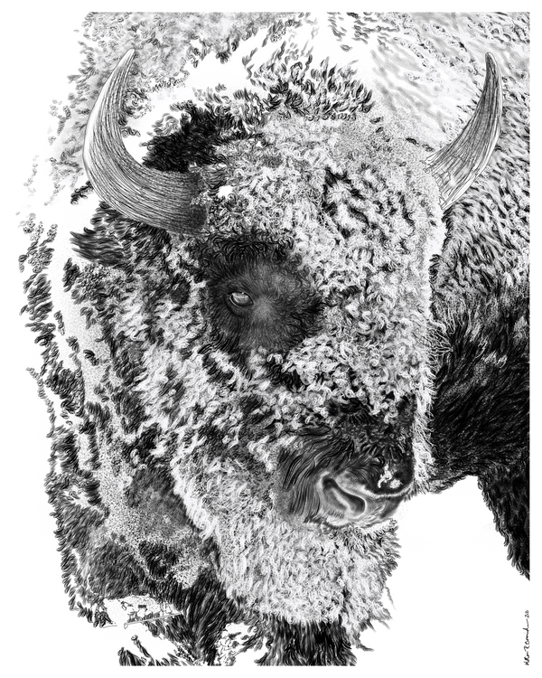 buffalo in snow