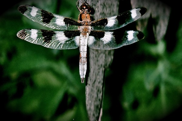 Dragonfly