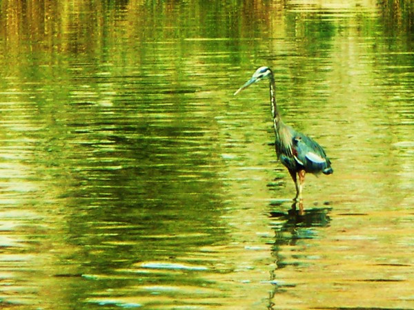 Green River