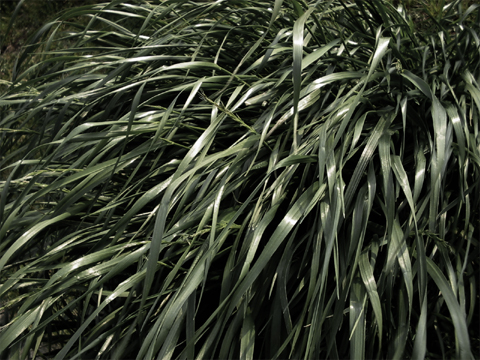 grass flow
