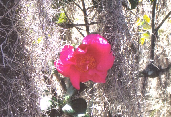 Camelia in moss