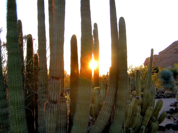 Sagauro Sunset