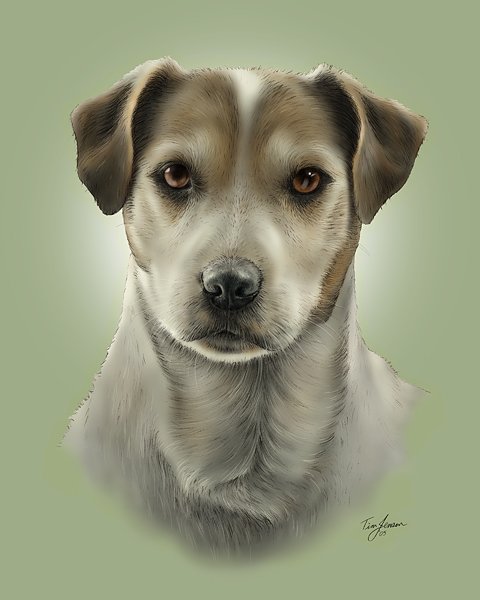 Jack Russell