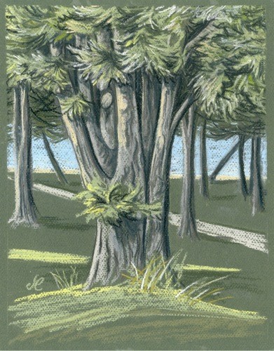 Wood by the sea