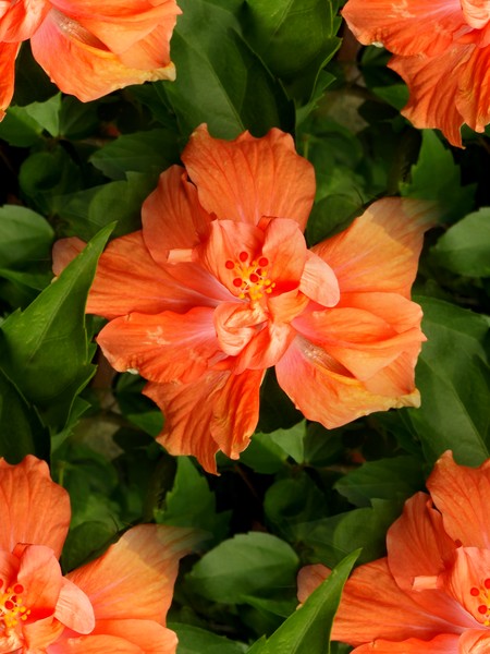 Salmon Toned Hibiscus