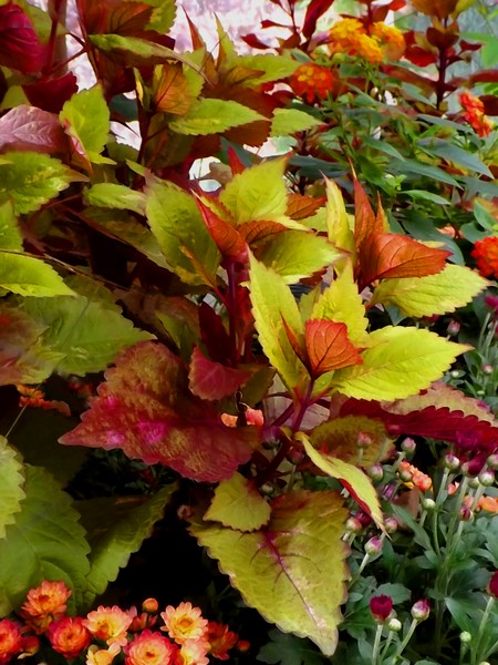 Autumn Toned Plants (Two)