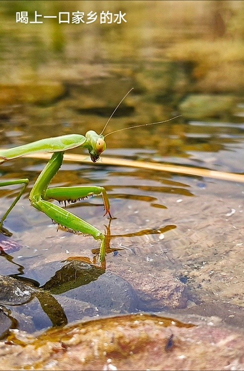 thirsty mantis